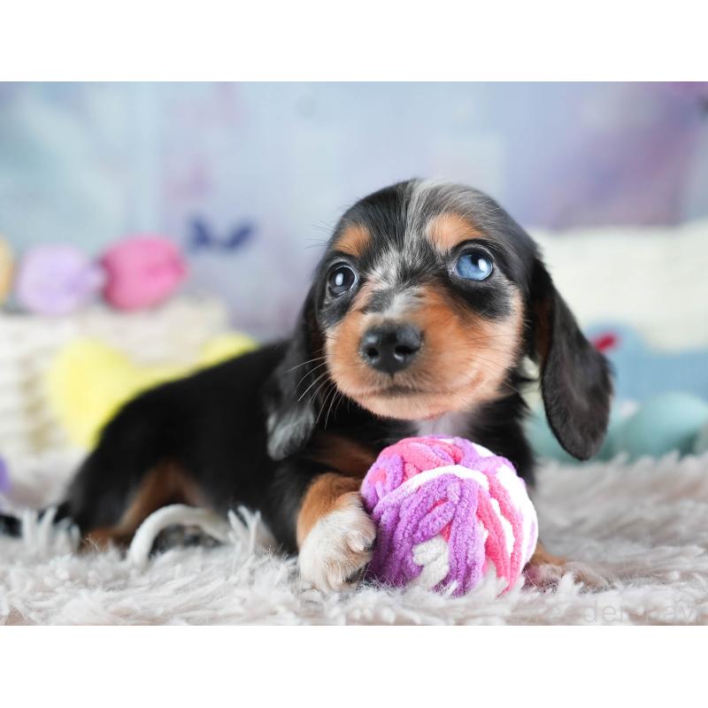 販売中の埼玉県のミニチュアダックスフンド(ロングヘアード)-437459の9枚目