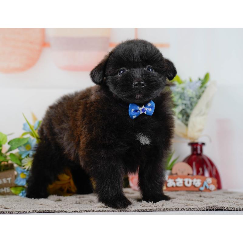 販売中の神奈川県のポメプー:ポメラニアン×トイプードル-437739の13枚目