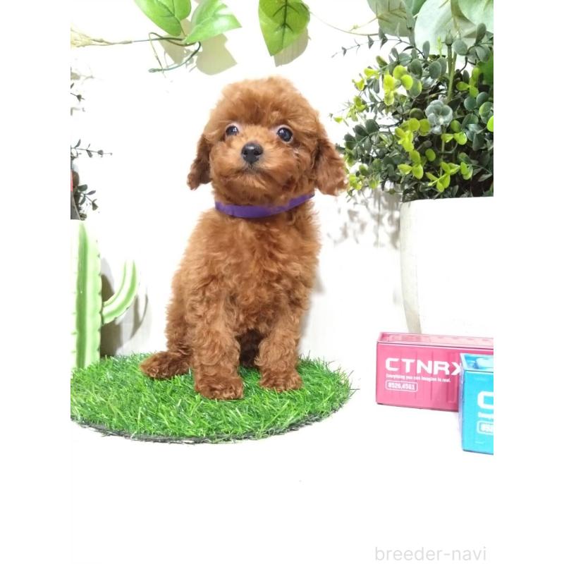 販売中の三重県のタイニープードル-431838の5枚目