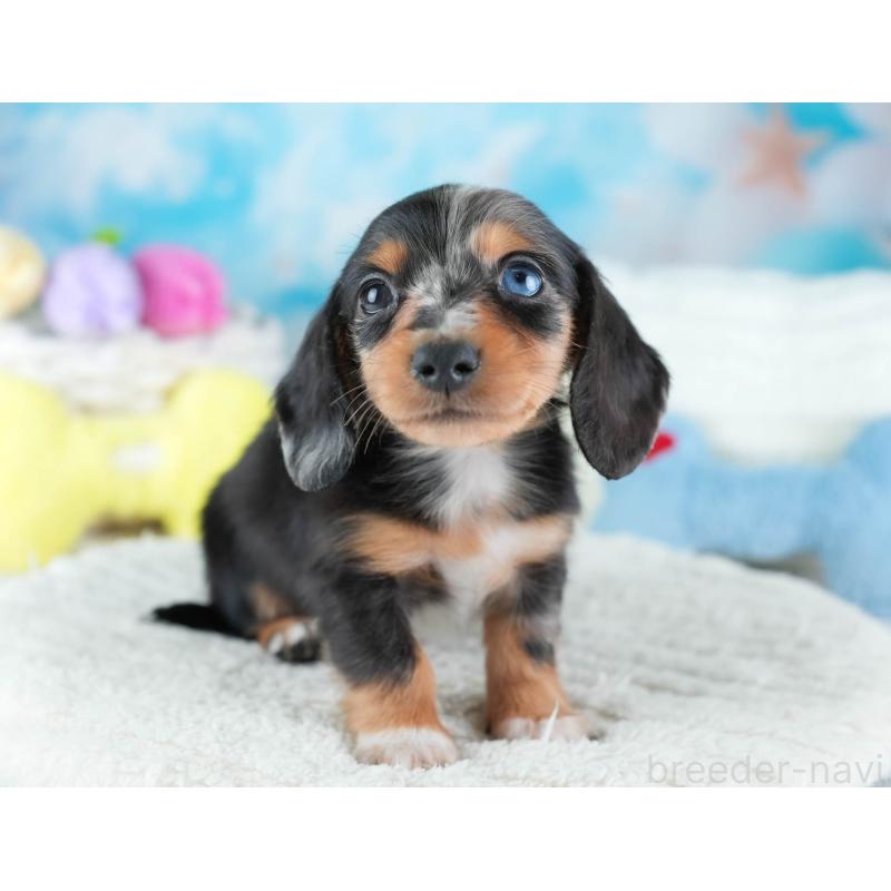 販売中の埼玉県のミニチュアダックスフンド(ロングヘアード)-437459の8枚目