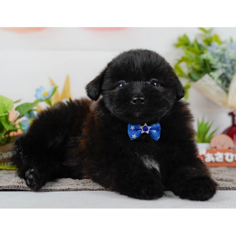 販売中の神奈川県のポメプー:ポメラニアン×トイプードル-437739の12枚目