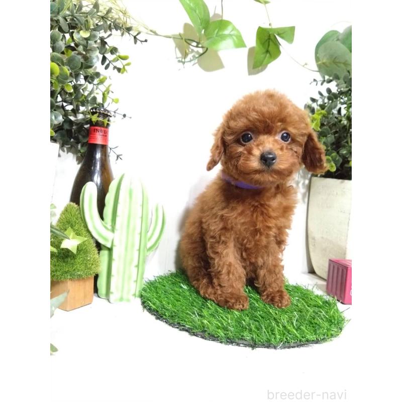 販売中の三重県のタイニープードル-431838の4枚目