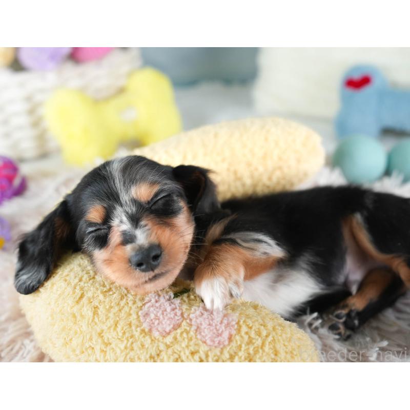 販売中の埼玉県のミニチュアダックスフンド(ロングヘアード)-437459の7枚目