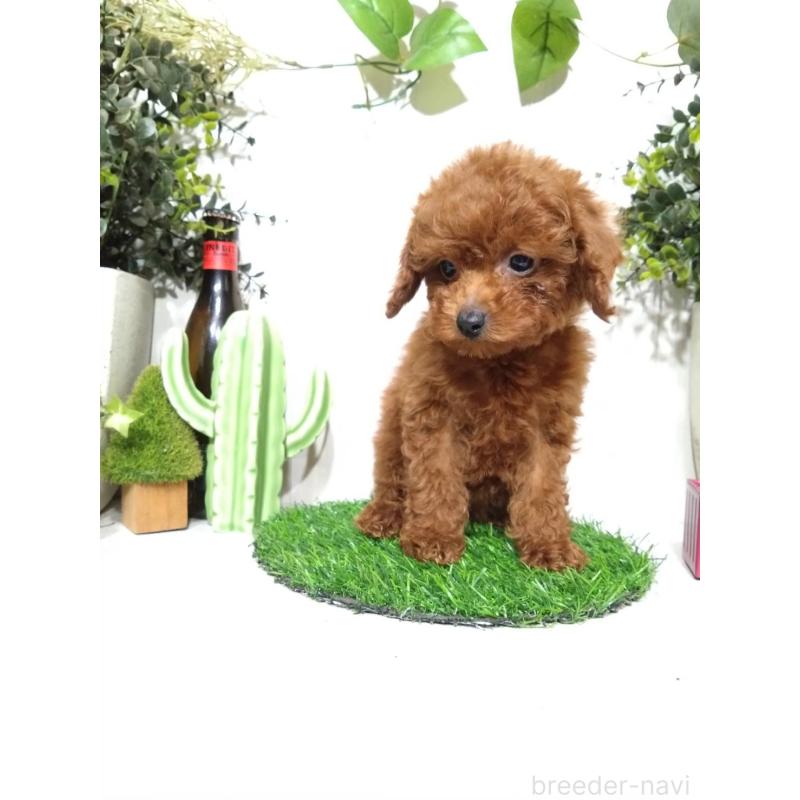 販売中の三重県のタイニープードル-431838の3枚目