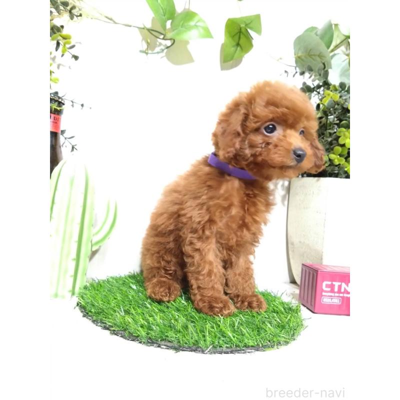 販売中の三重県のタイニープードル-431838の2枚目