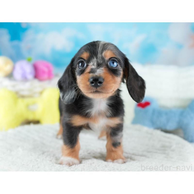 販売中の埼玉県のミニチュアダックスフンド(ロングヘアード)-437459の6枚目