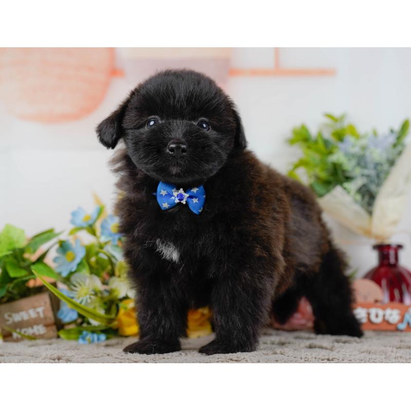 販売中の神奈川県のポメプー:ポメラニアン×トイプードル-437739の11枚目