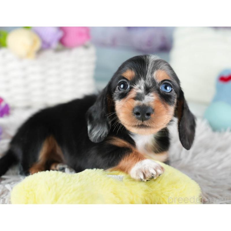 販売中の埼玉県のミニチュアダックスフンド(ロングヘアード)-437459の5枚目