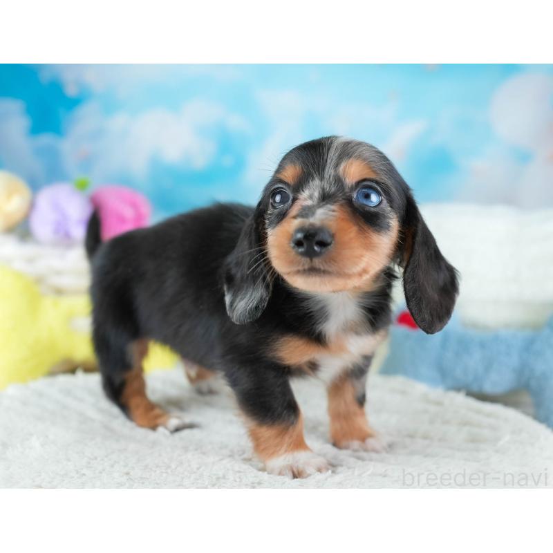 販売中の埼玉県のミニチュアダックスフンド(ロングヘアード)-437459の4枚目