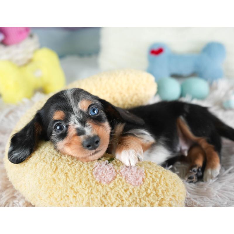 販売中の埼玉県のミニチュアダックスフンド(ロングヘアード)-437459の3枚目