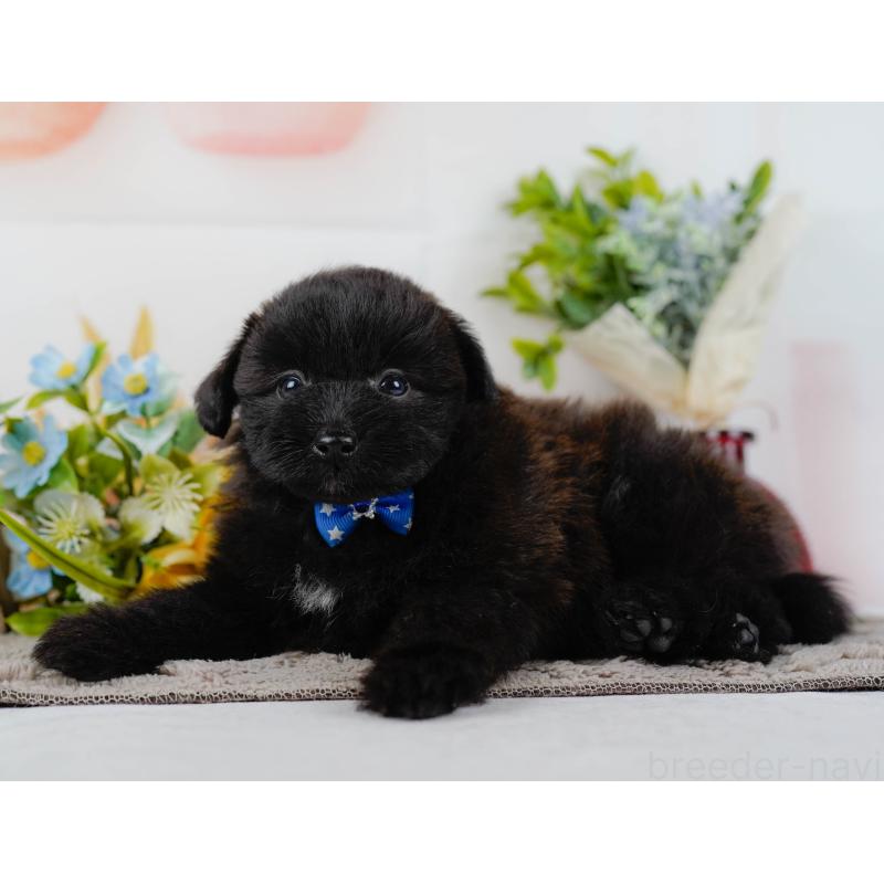 販売中の神奈川県のポメプー:ポメラニアン×トイプードル-437739の10枚目