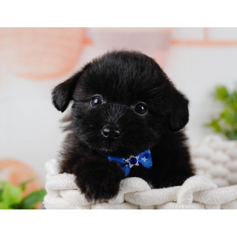 販売中の神奈川県のポメプー:ポメラニアン×トイプードル-437739の9枚目