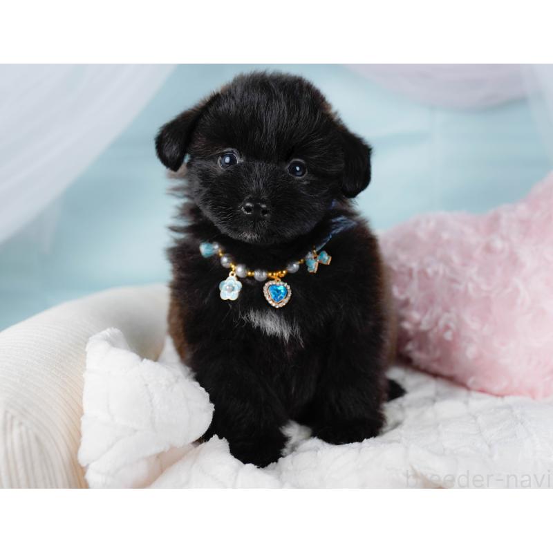 販売中の神奈川県のポメプー:ポメラニアン×トイプードル-437739の8枚目