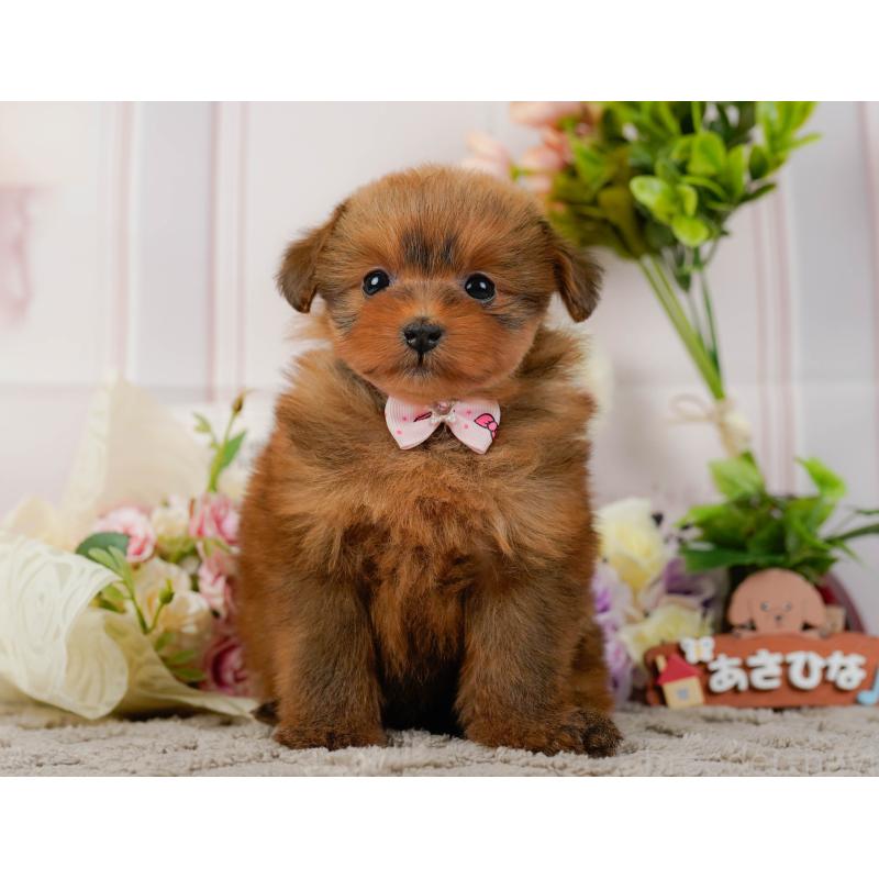 販売中の神奈川県のポメプー:ポメラニアン×トイプードル-437741の15枚目