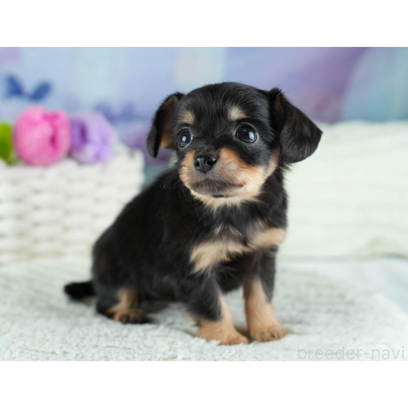 販売中の埼玉県のチワックス:チワワ×ミニチュアダックスフンド-437457の11枚目