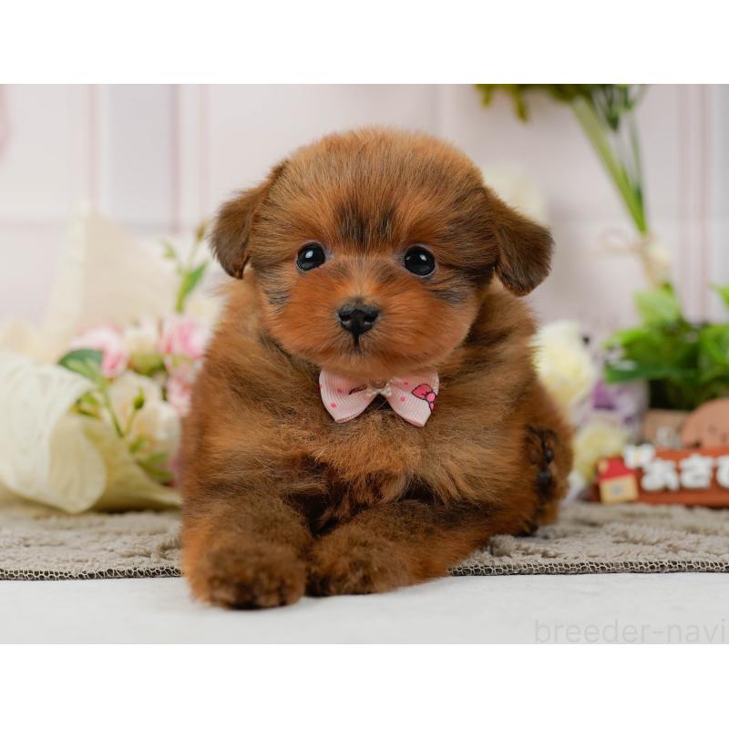 販売中の神奈川県のポメプー:ポメラニアン×トイプードル-437741の14枚目