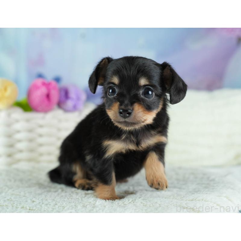 販売中の埼玉県のチワックス:チワワ×ミニチュアダックスフンド-437457の9枚目