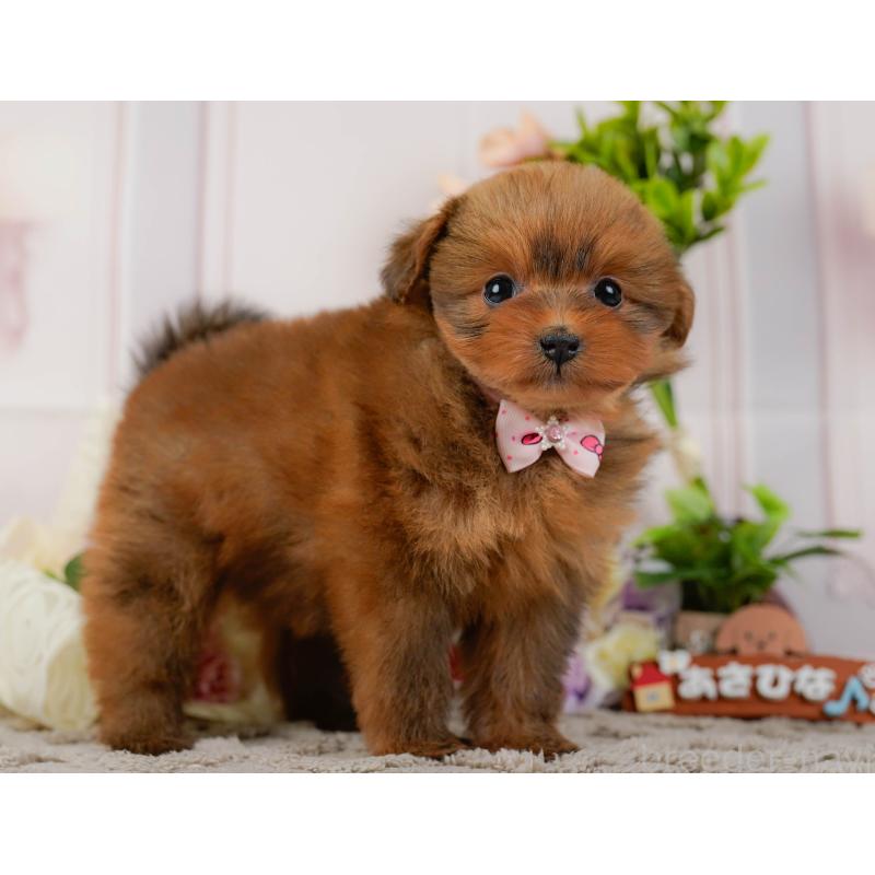 販売中の神奈川県のポメプー:ポメラニアン×トイプードル-437741の13枚目