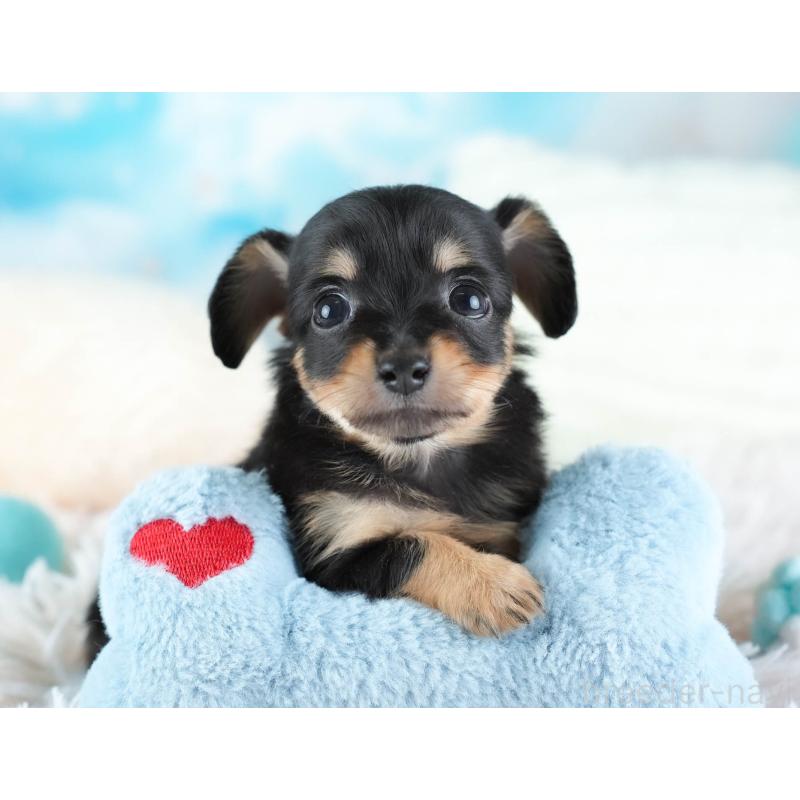 販売中の埼玉県のチワックス:チワワ×ミニチュアダックスフンド-437457の8枚目