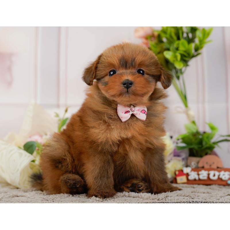 販売中の神奈川県のポメプー:ポメラニアン×トイプードル-437741の12枚目