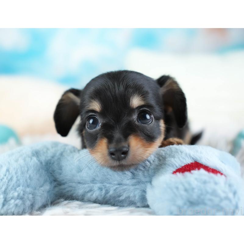 販売中の埼玉県のチワックス:チワワ×ミニチュアダックスフンド-437457の6枚目