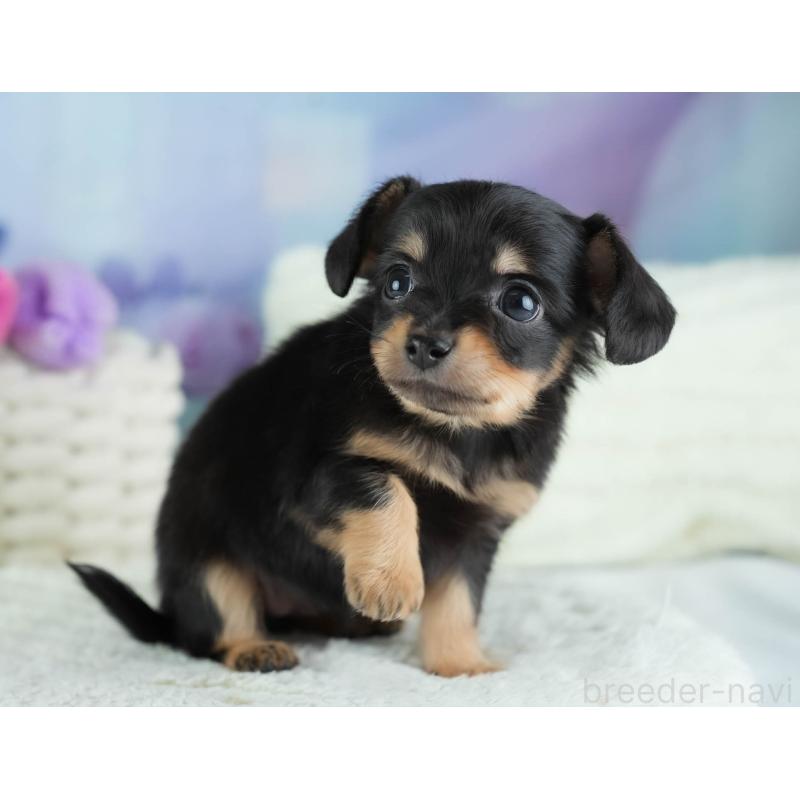 販売中の埼玉県のチワックス:チワワ×ミニチュアダックスフンド-437457の5枚目