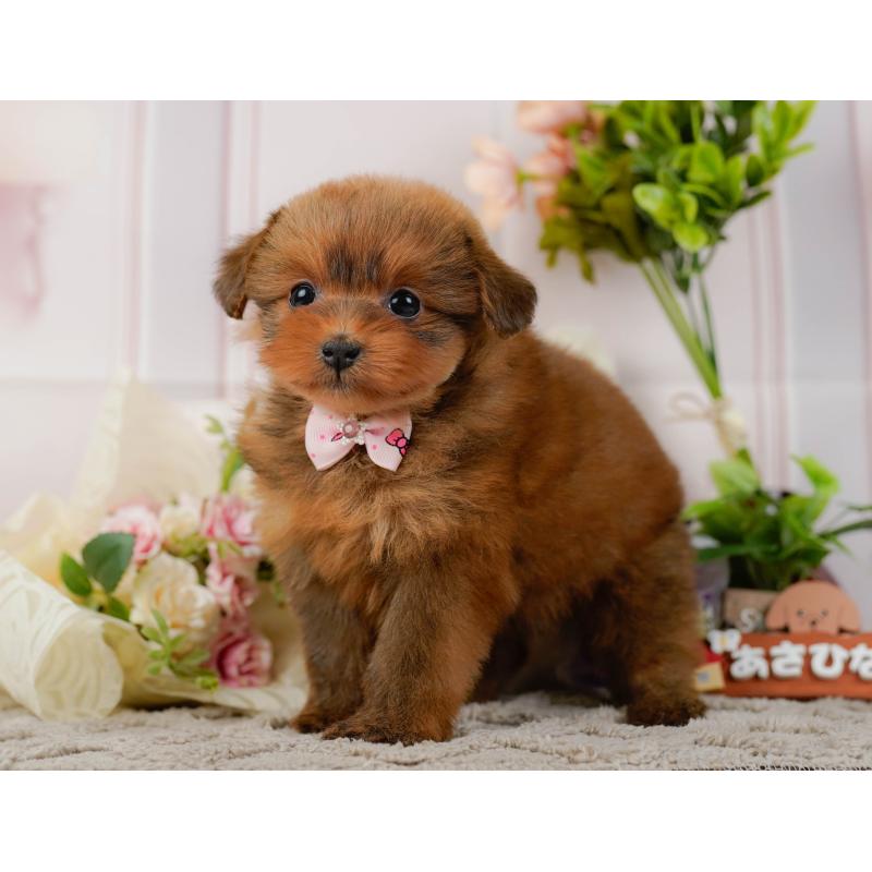 販売中の神奈川県のポメプー:ポメラニアン×トイプードル-437741の11枚目