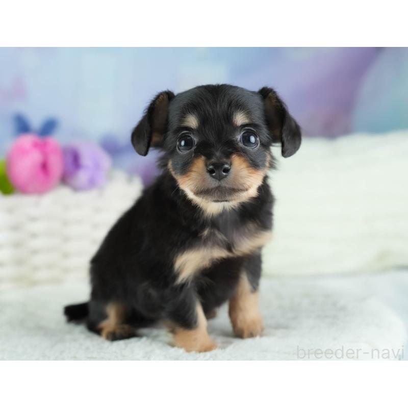 販売中の埼玉県のチワックス:チワワ×ミニチュアダックスフンド-437457の4枚目