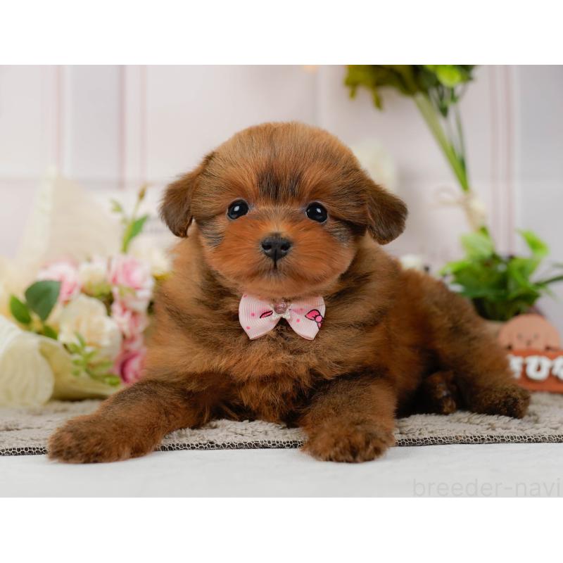 販売中の神奈川県のポメプー:ポメラニアン×トイプードル-437741の10枚目