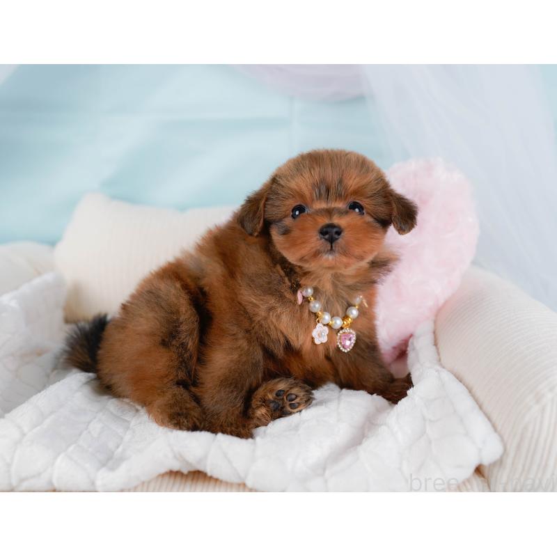 販売中の神奈川県のポメプー:ポメラニアン×トイプードル-437741の8枚目