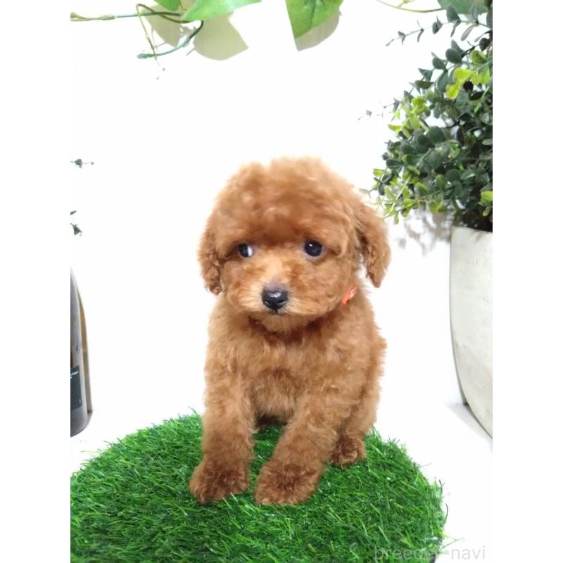 販売中の三重県のティーカッププードル-431836の10枚目