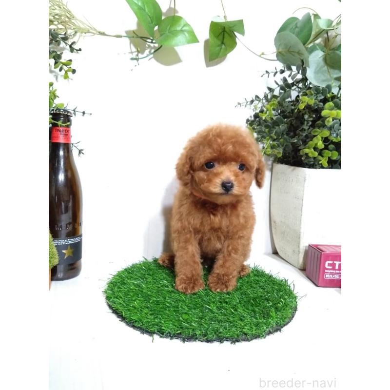 販売中の三重県のティーカッププードル-431836の9枚目