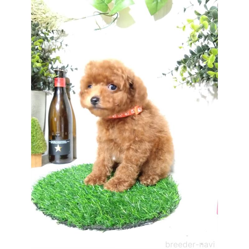 販売中の三重県のティーカッププードル-431836の8枚目