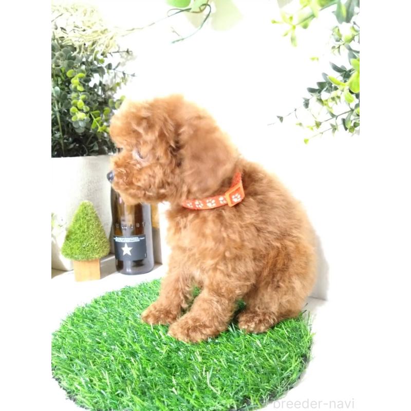 販売中の三重県のティーカッププードル-431836の7枚目