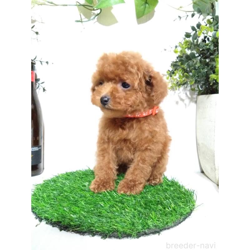 販売中の三重県のティーカッププードル-431836の6枚目