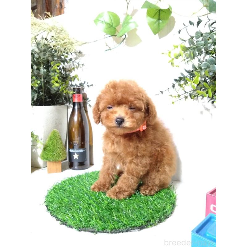 販売中の三重県のティーカッププードル-431836の5枚目