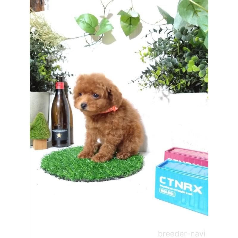 販売中の三重県のティーカッププードル-431836の4枚目