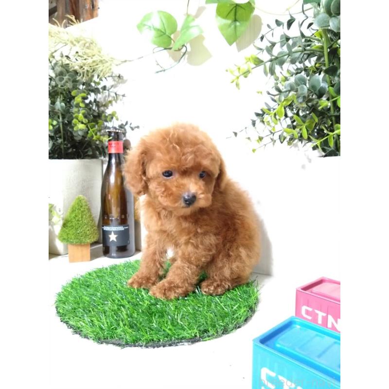 販売中の三重県のティーカッププードル-431836の3枚目