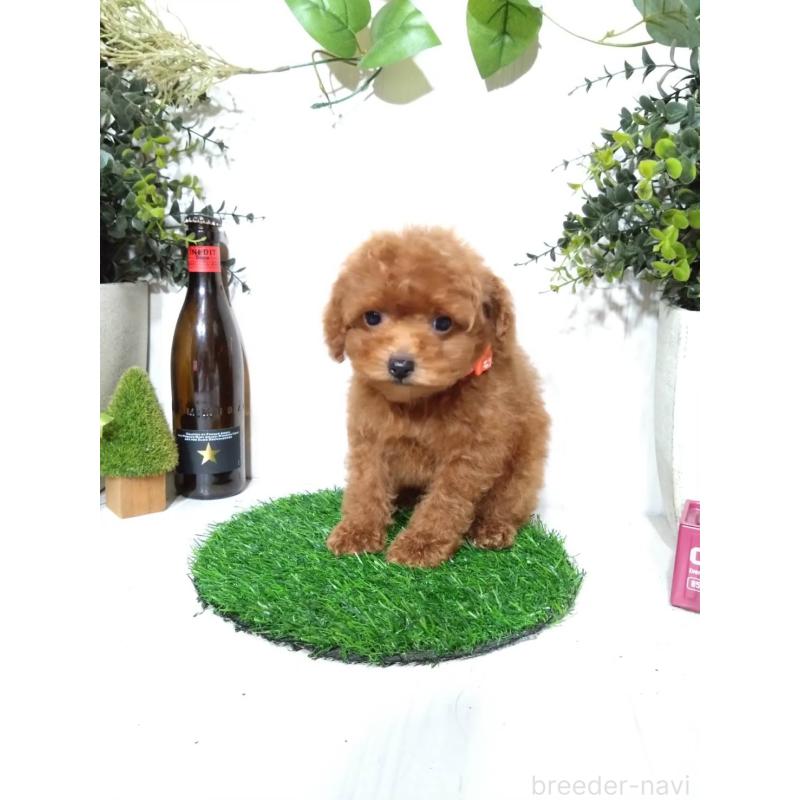 販売中の三重県のティーカッププードル-431836の2枚目