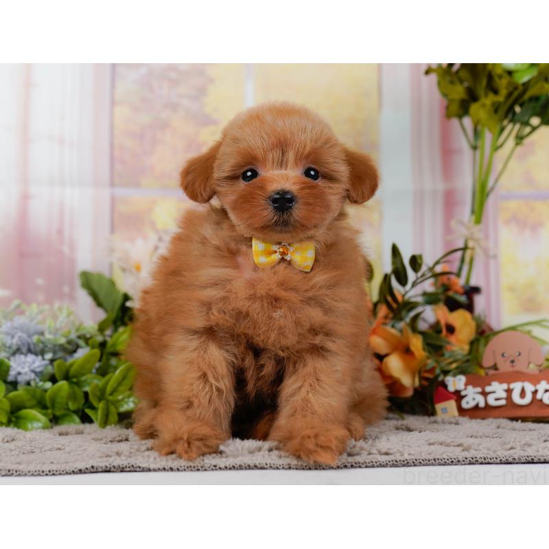 販売中の神奈川県のポメプー:ポメラニアン×トイプードル-437740の15枚目