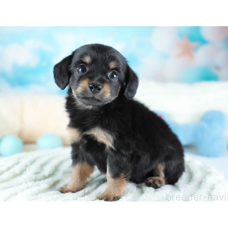 販売中の埼玉県のチワックス:チワワ×ミニチュアダックスフンド-437455の11枚目