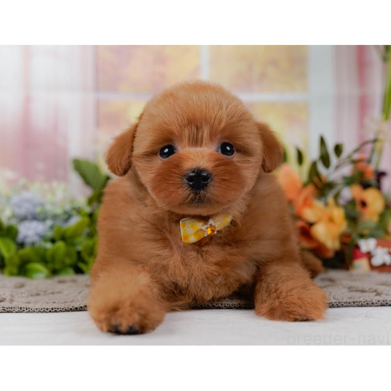 販売中の神奈川県のポメプー:ポメラニアン×トイプードル-437740の14枚目