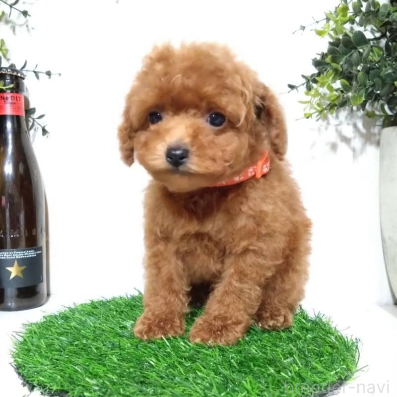 販売中の三重県のティーカッププードル-431836