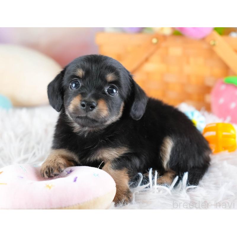 販売中の埼玉県のチワックス:チワワ×ミニチュアダックスフンド-437455の10枚目