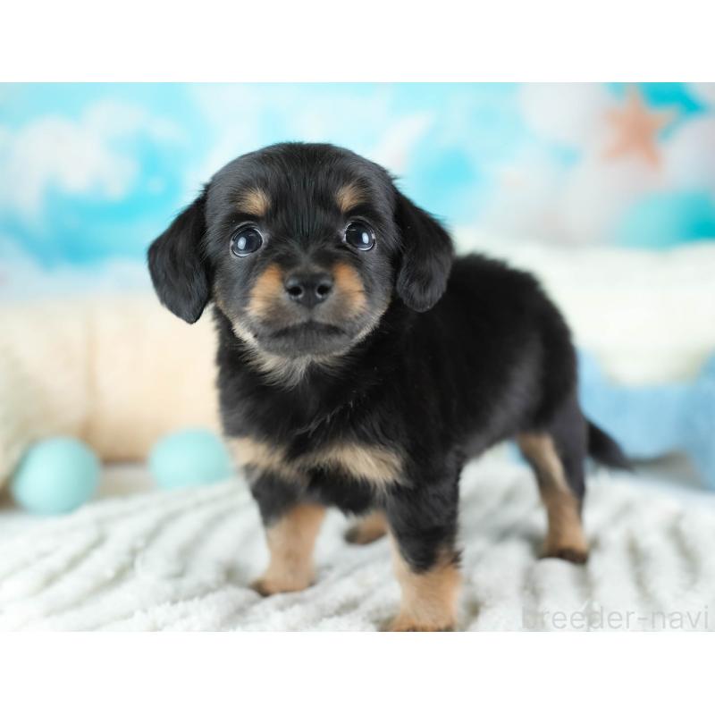 販売中の埼玉県のチワックス:チワワ×ミニチュアダックスフンド-437455の9枚目