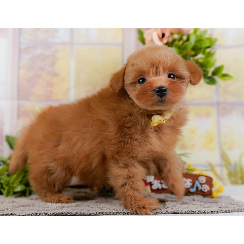 販売中の神奈川県のポメプー:ポメラニアン×トイプードル-437740の13枚目