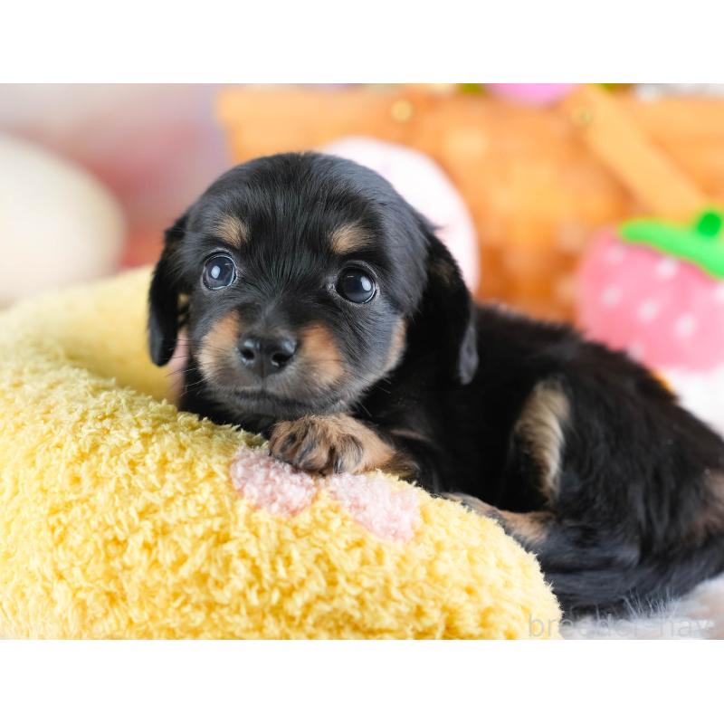 販売中の埼玉県のチワックス:チワワ×ミニチュアダックスフンド-437455の8枚目