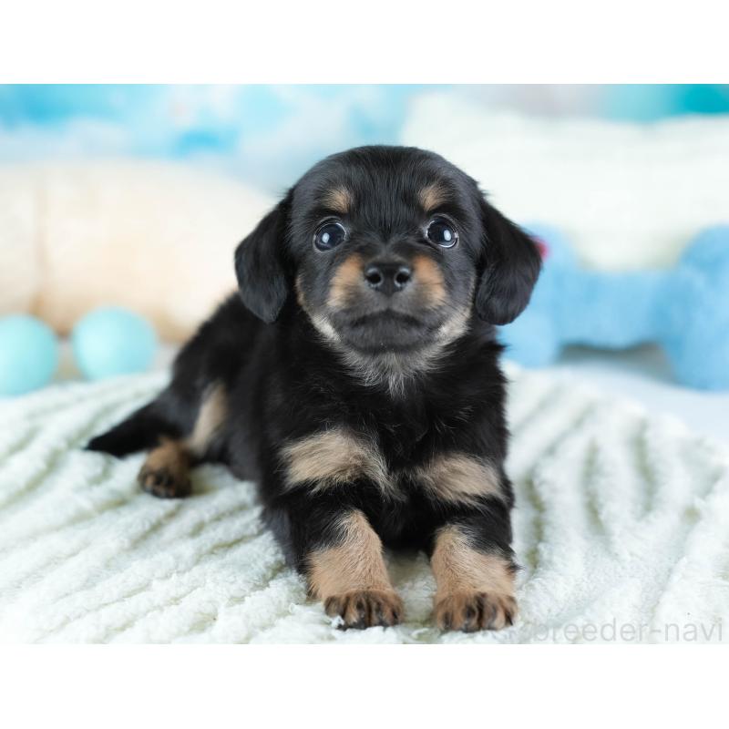 販売中の埼玉県のチワックス:チワワ×ミニチュアダックスフンド-437455の7枚目