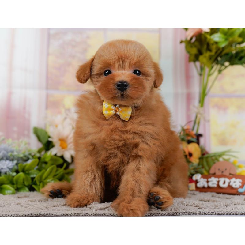 販売中の神奈川県のポメプー:ポメラニアン×トイプードル-437740の12枚目