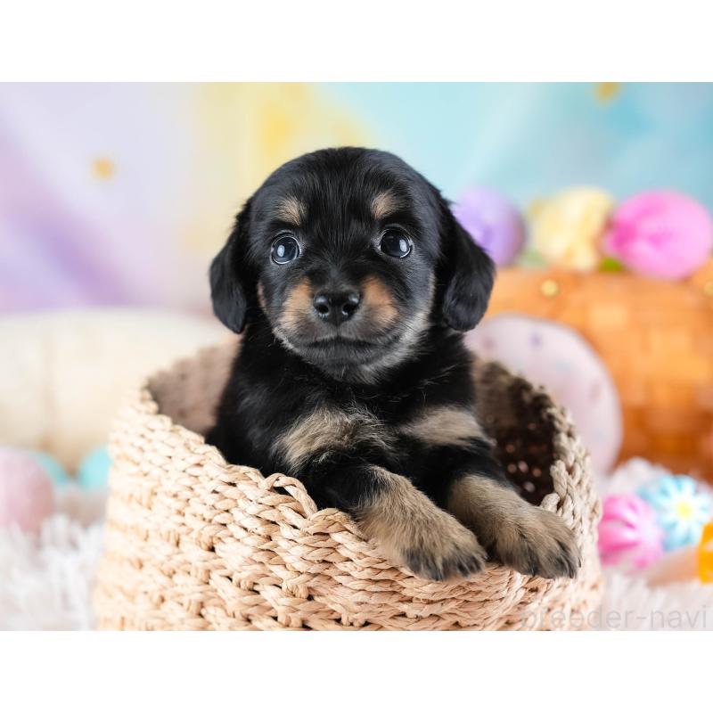 販売中の埼玉県のチワックス:チワワ×ミニチュアダックスフンド-437455の6枚目